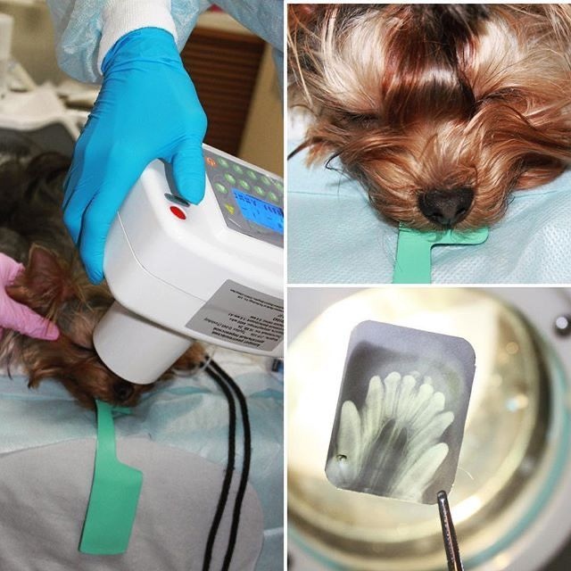 Ветклиники чистка зубов. Ультразвуковая чистка зубов собаке. Аппарат для чистки зубов собакам. Дентальный рентген собаки.